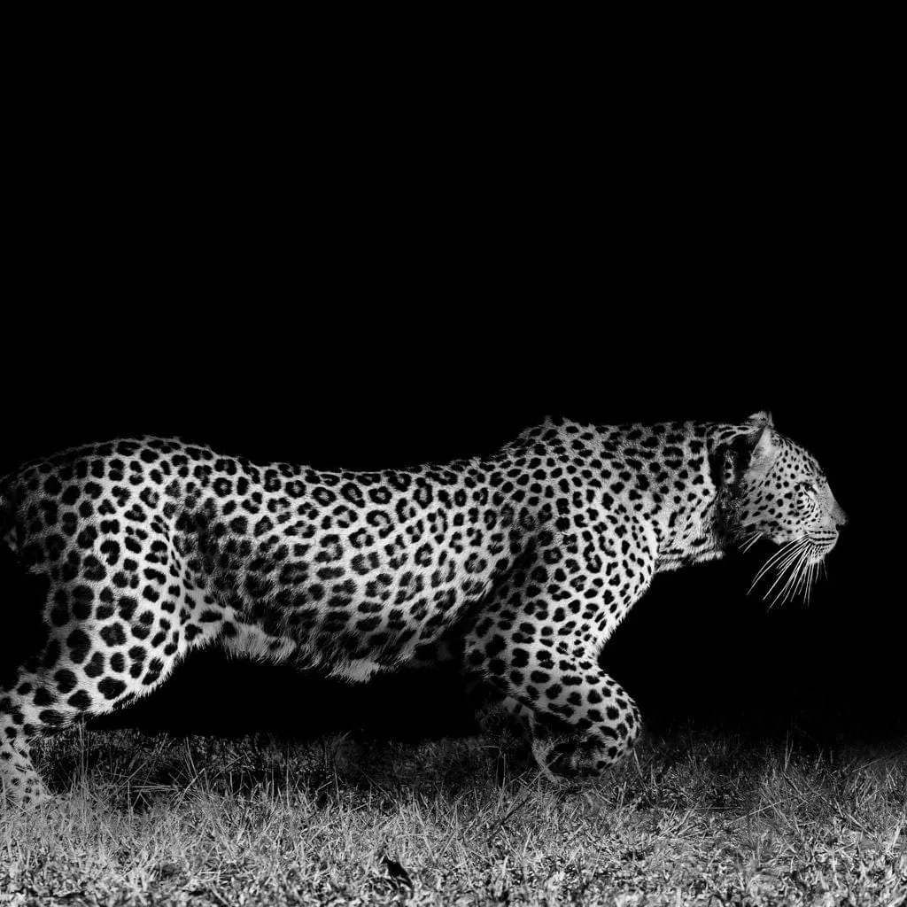 Black and White Jaguar Running